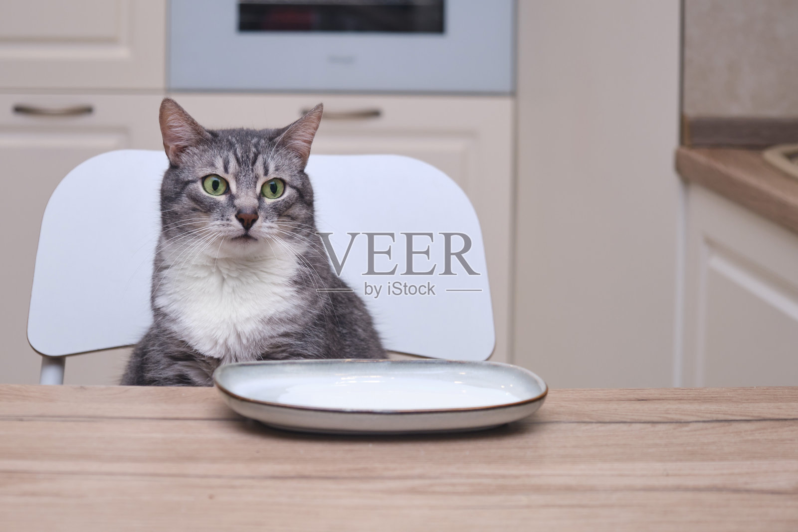 猫看着厨房里的一碟牛奶。宠物在厨房的餐桌上吃晚饭照片摄影图片