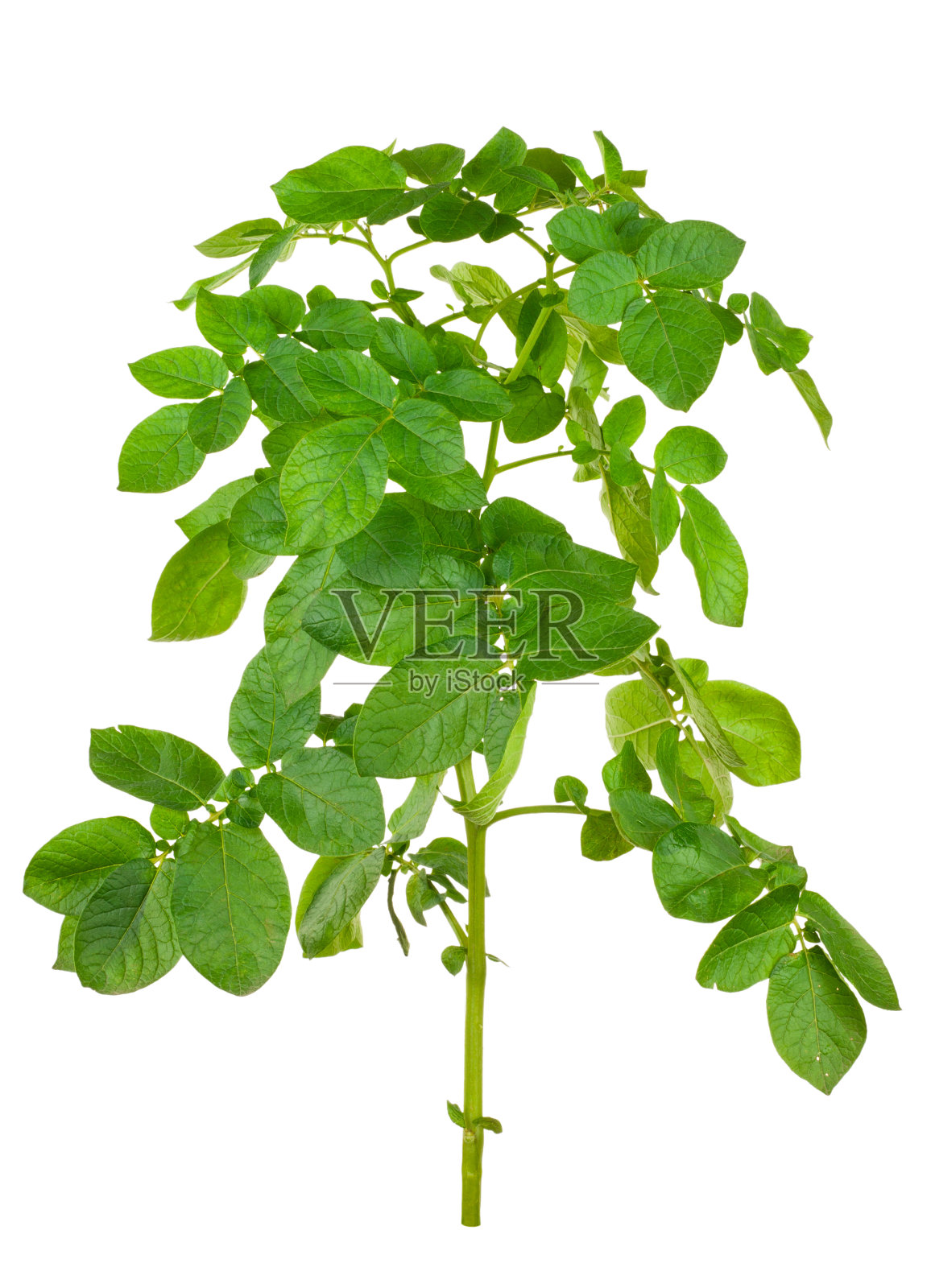 马铃薯被孤立在白色上照片摄影图片