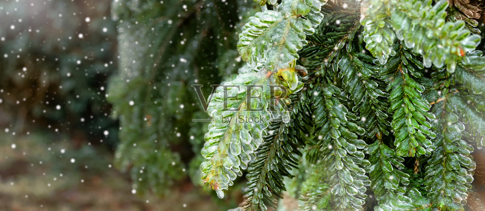 树枝上的冻雨照片摄影图片
