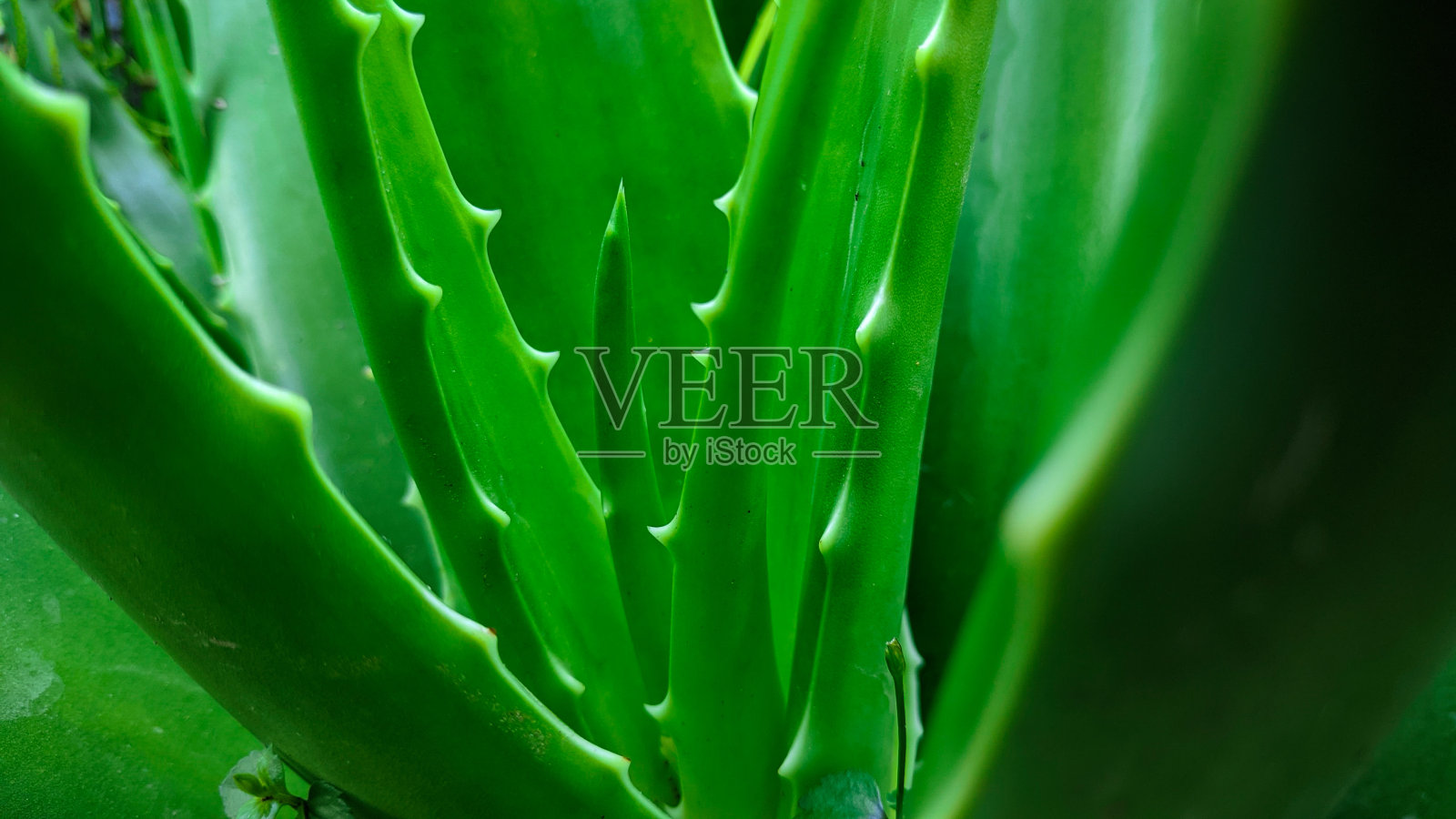 近距离的照片芦荟为背景照片摄影图片