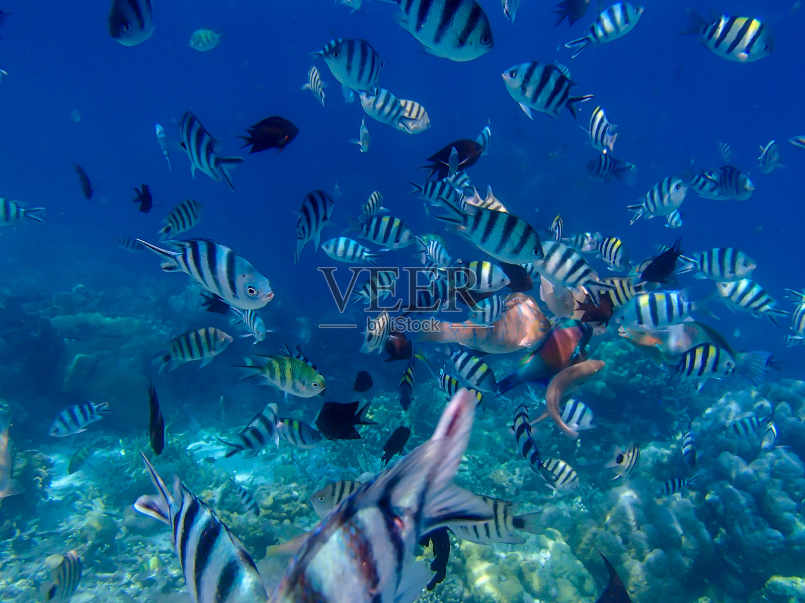 水下一群色彩斑斓的热带鱼。菲律宾群岛的五彩缤纷的水下世界。选择重点。海的背景。照片摄影图片