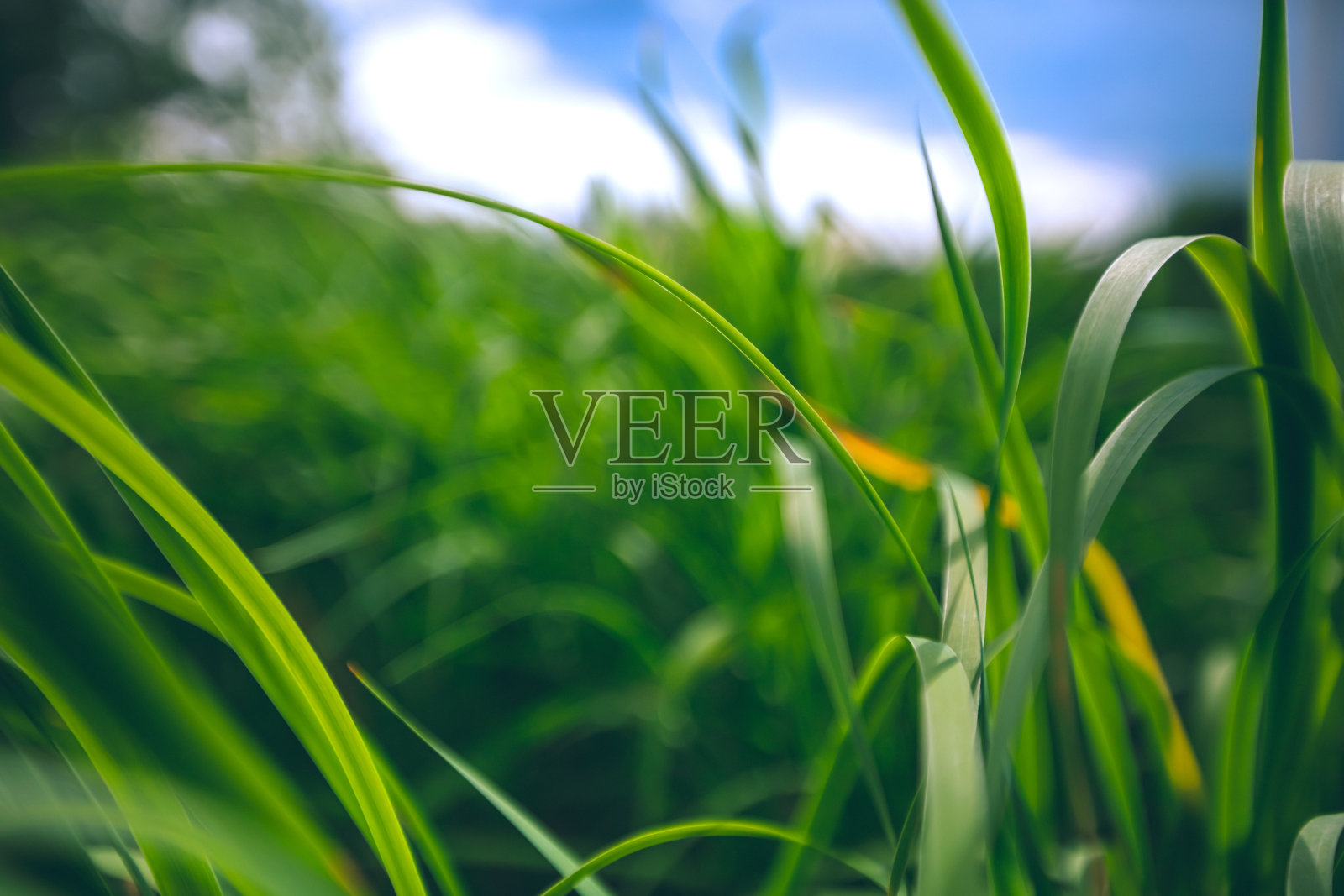 绿草照片摄影图片