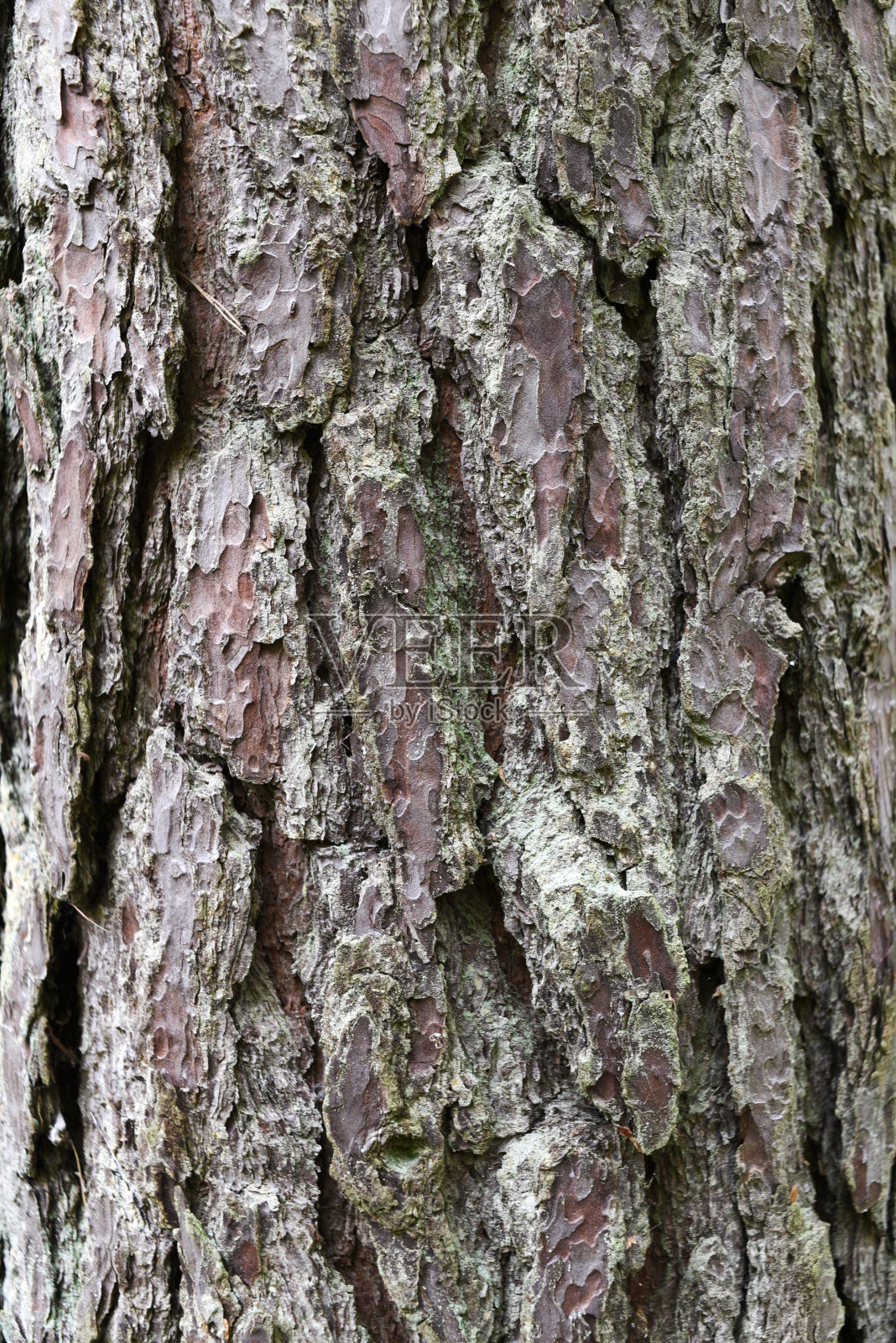 老树皮，树皮纹理。照片摄影图片
