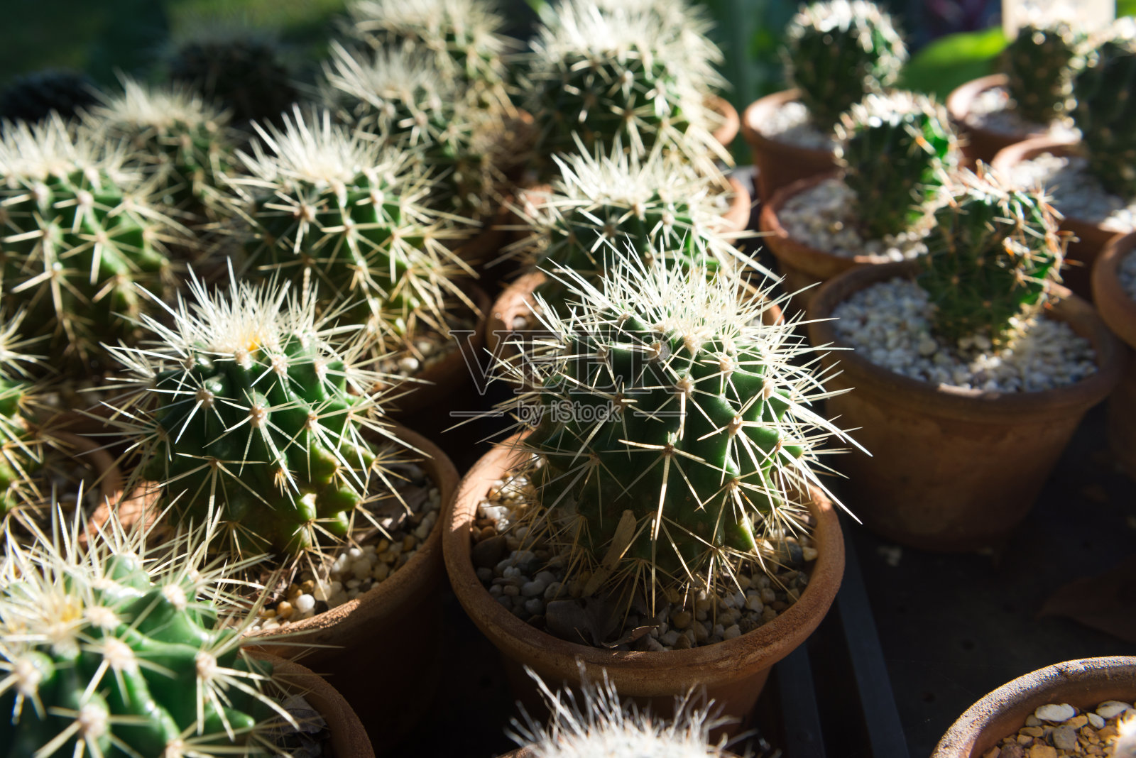 在花盆花园的背景仙人掌照片摄影图片