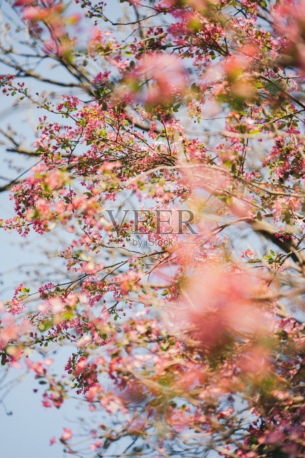 树与春天粉红色的小花与蓝天照片摄影图片