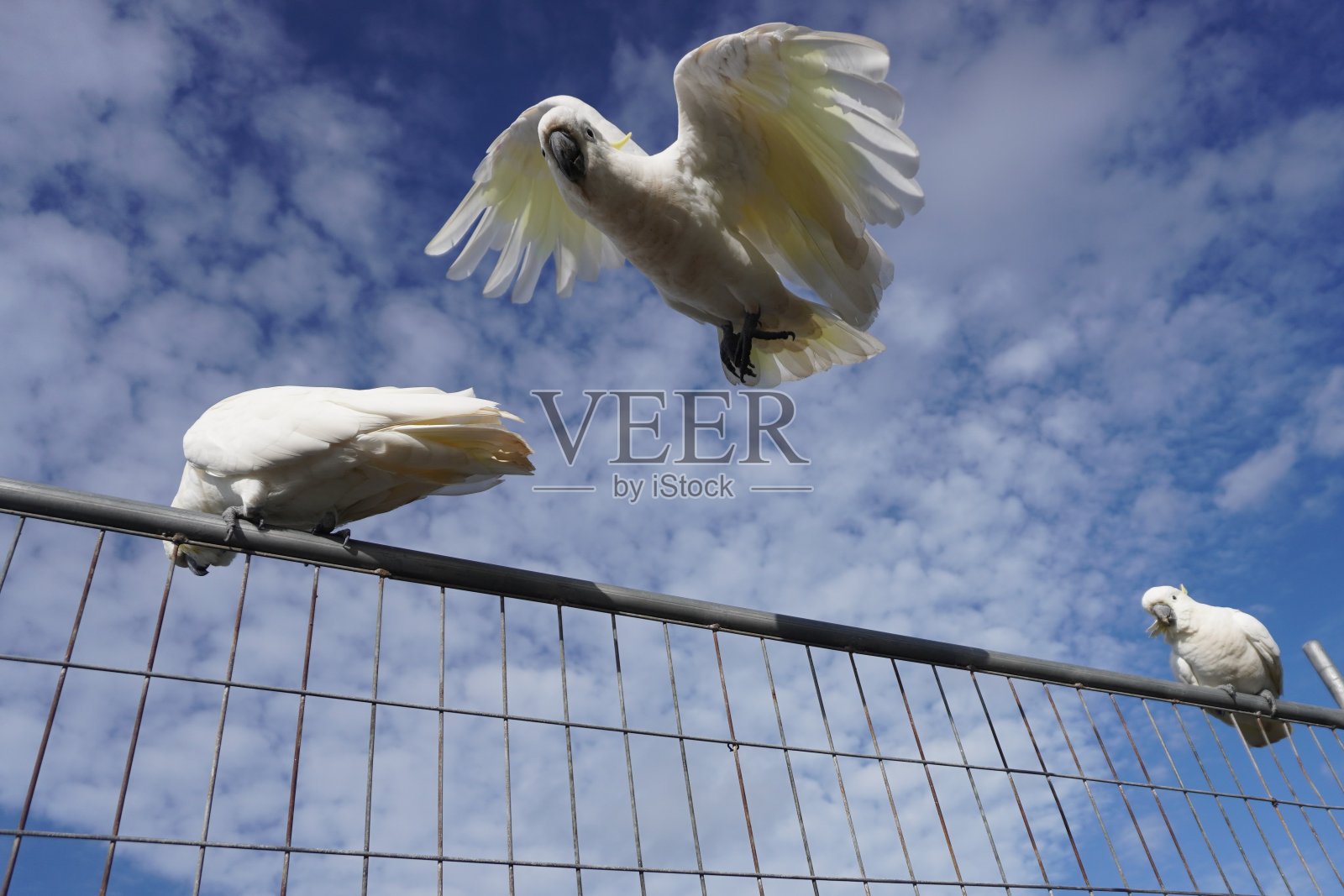 低角度的低飞硫冠凤头鹦鹉照片摄影图片