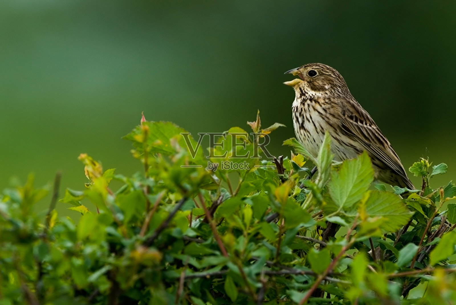 彩旗——鸟照片摄影图片