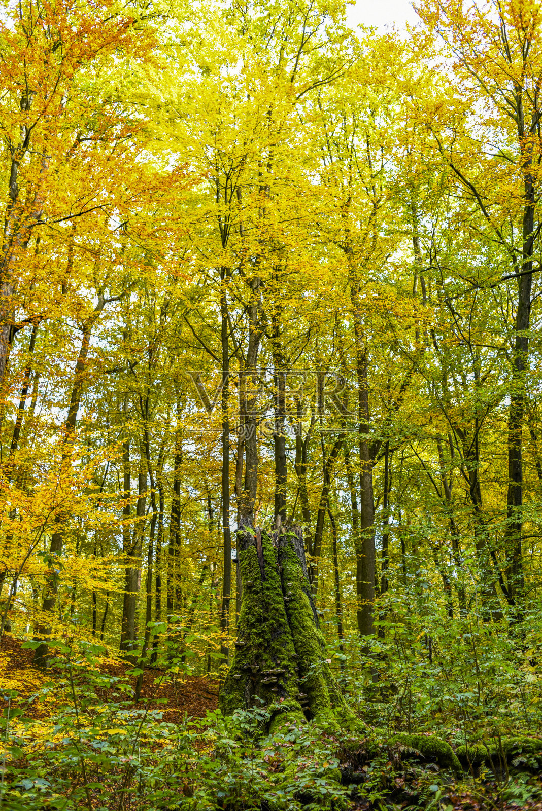 秋天的风景。森林里树上的叶子染上了秋天的颜色。照片摄影图片