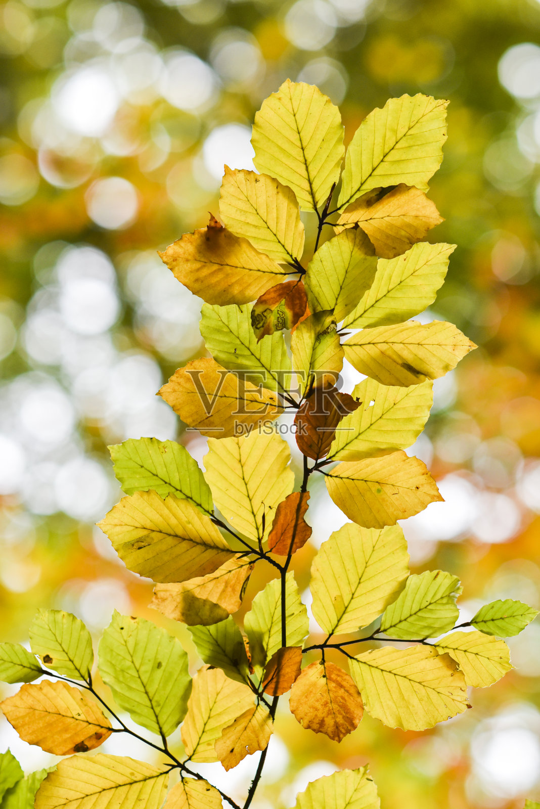 秋天的风景，秋天时森林里五颜六色的树叶。照片摄影图片