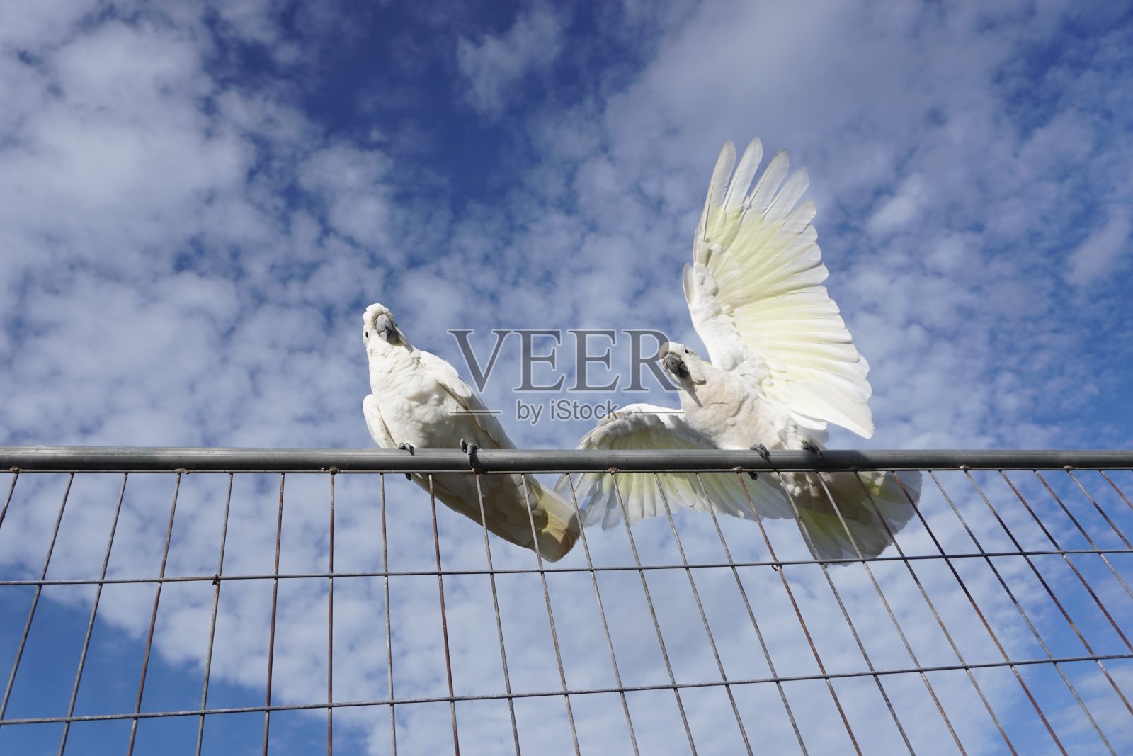 低角度的视图，鹦鹉试图保持它的平衡在篱笆上照片摄影图片