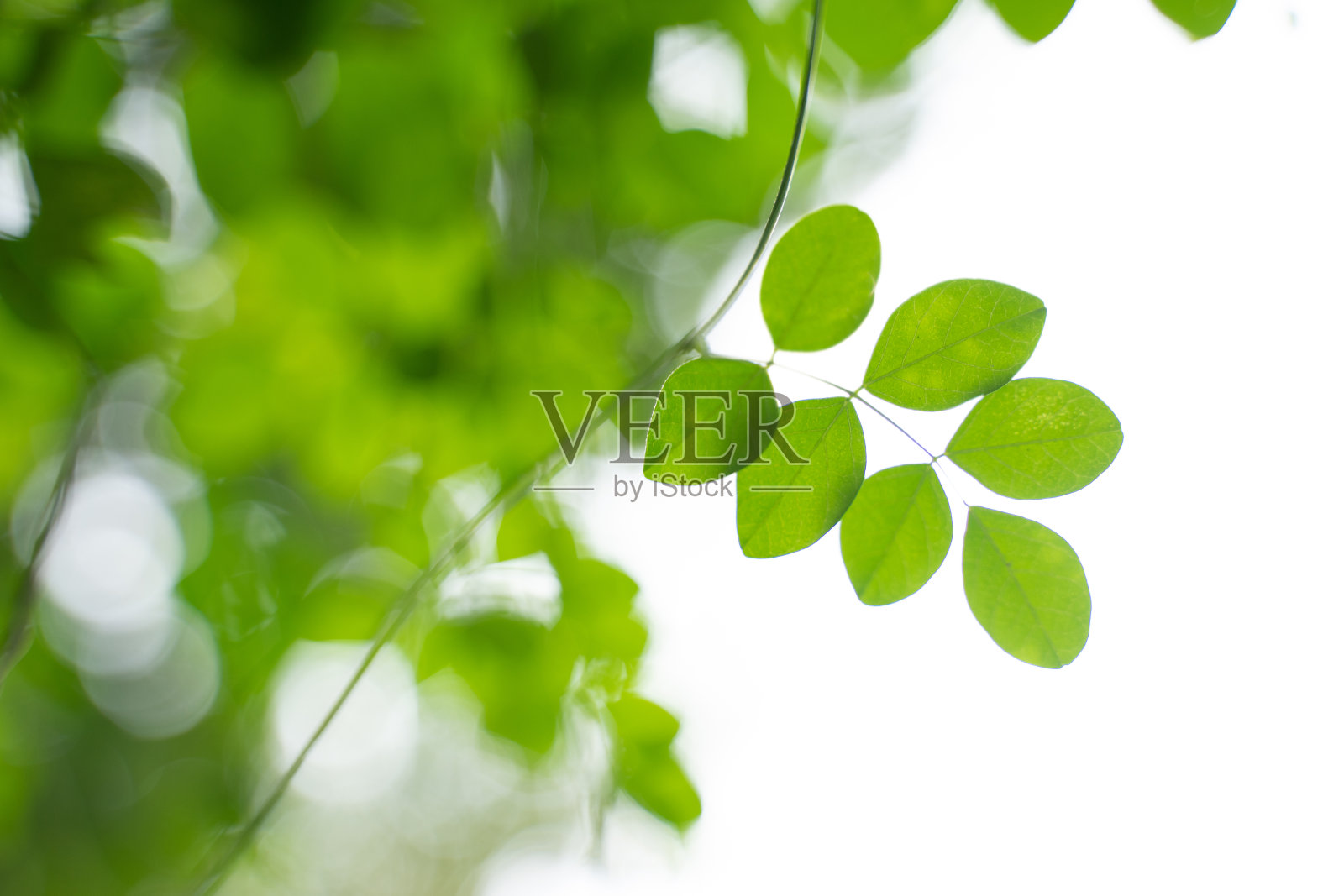 清晨嫩绿的树叶，清新的空气，让人精神振奋照片摄影图片