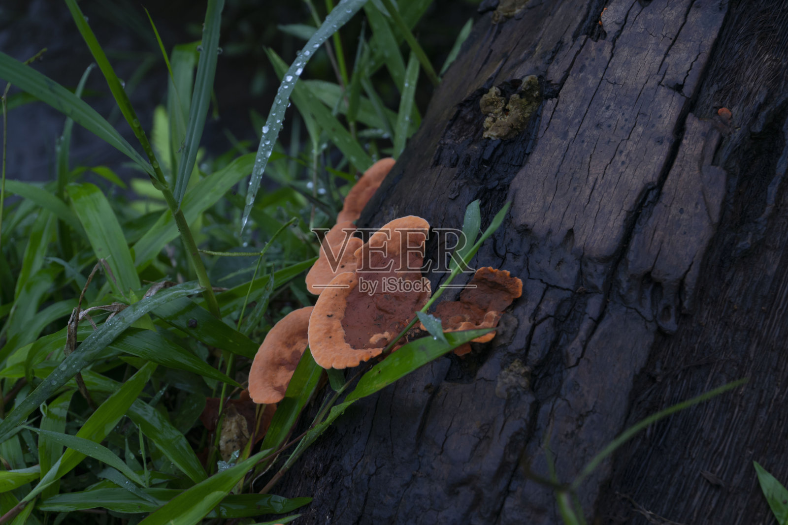 红色灵芝真菌灵芝生长在风化的原木上照片摄影图片