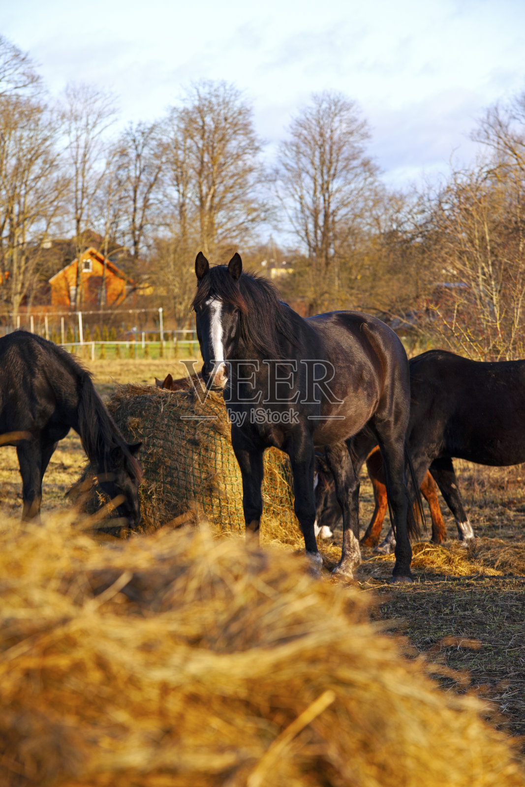 田野里的马照片摄影图片