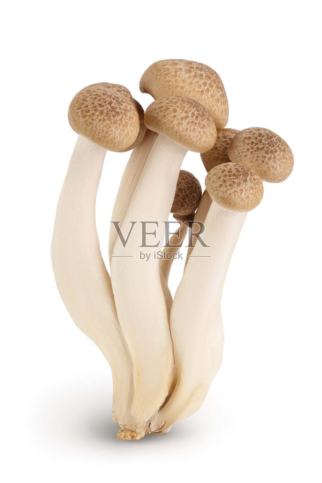 棕色山毛榉蘑菇或Shimeji蘑菇孤立在白色背景与修剪路径和全景深。照片摄影图片