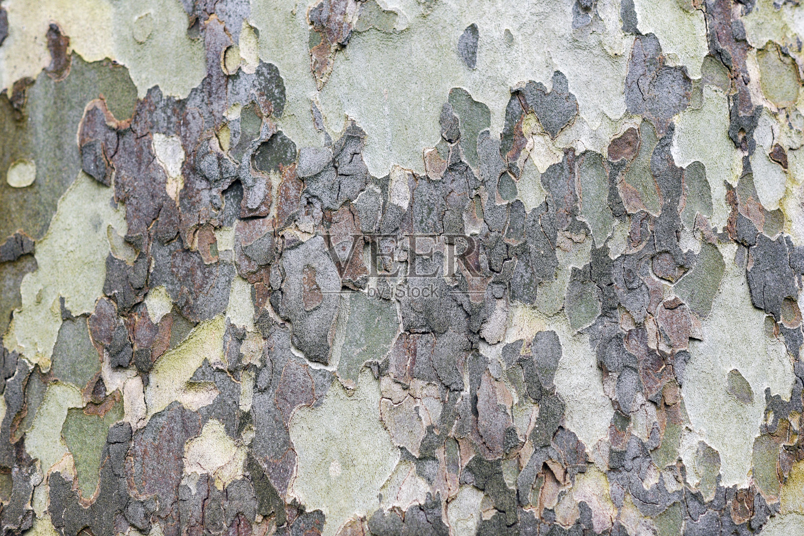 美国梧桐树树皮的纹理。照片摄影图片