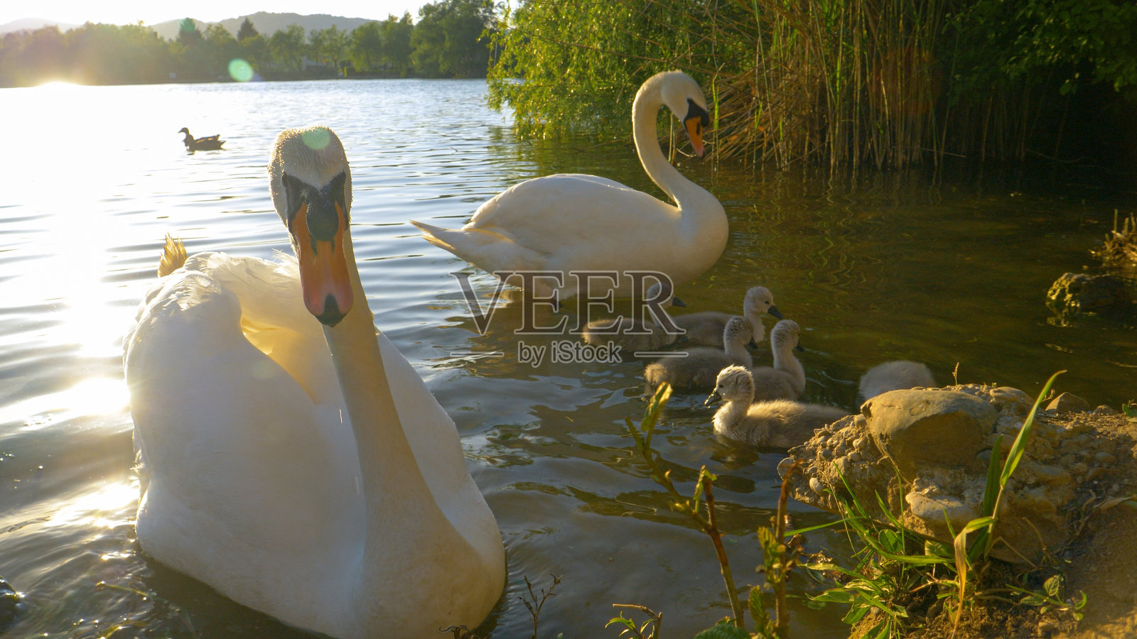镜头光晕:傍晚金色的阳光照射在湖中觅食的天鹅一家身上。照片摄影图片