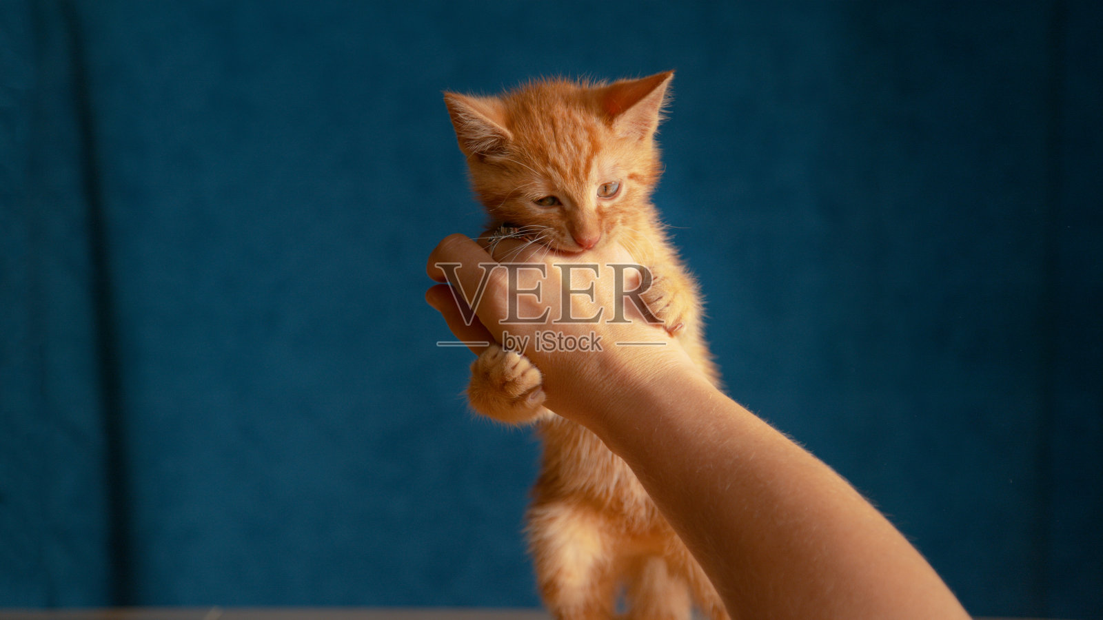 近距离观察:小猫用锋利的小爪子和牙齿与女人玩耍。照片摄影图片