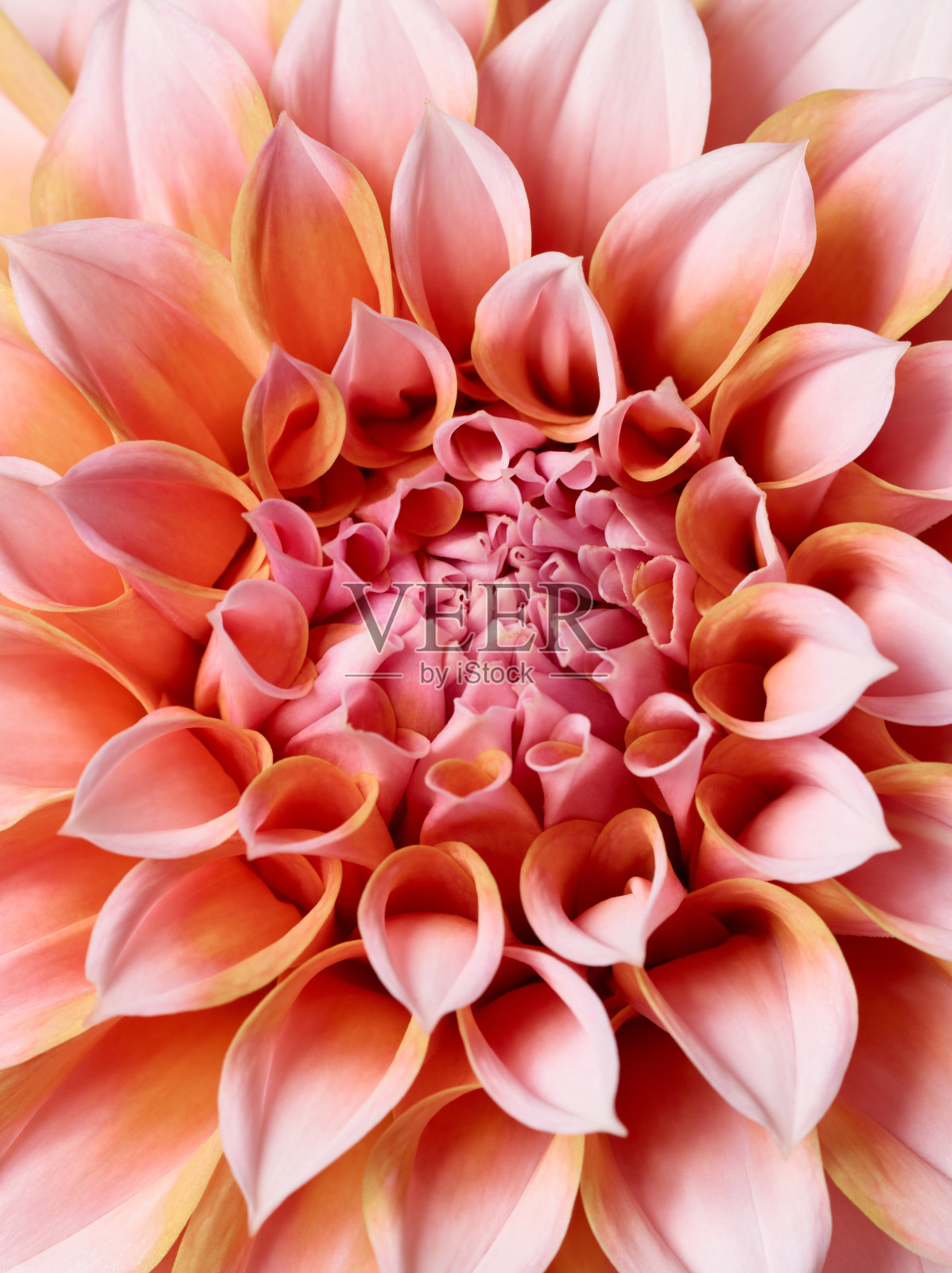 大丽花的宏照片摄影图片