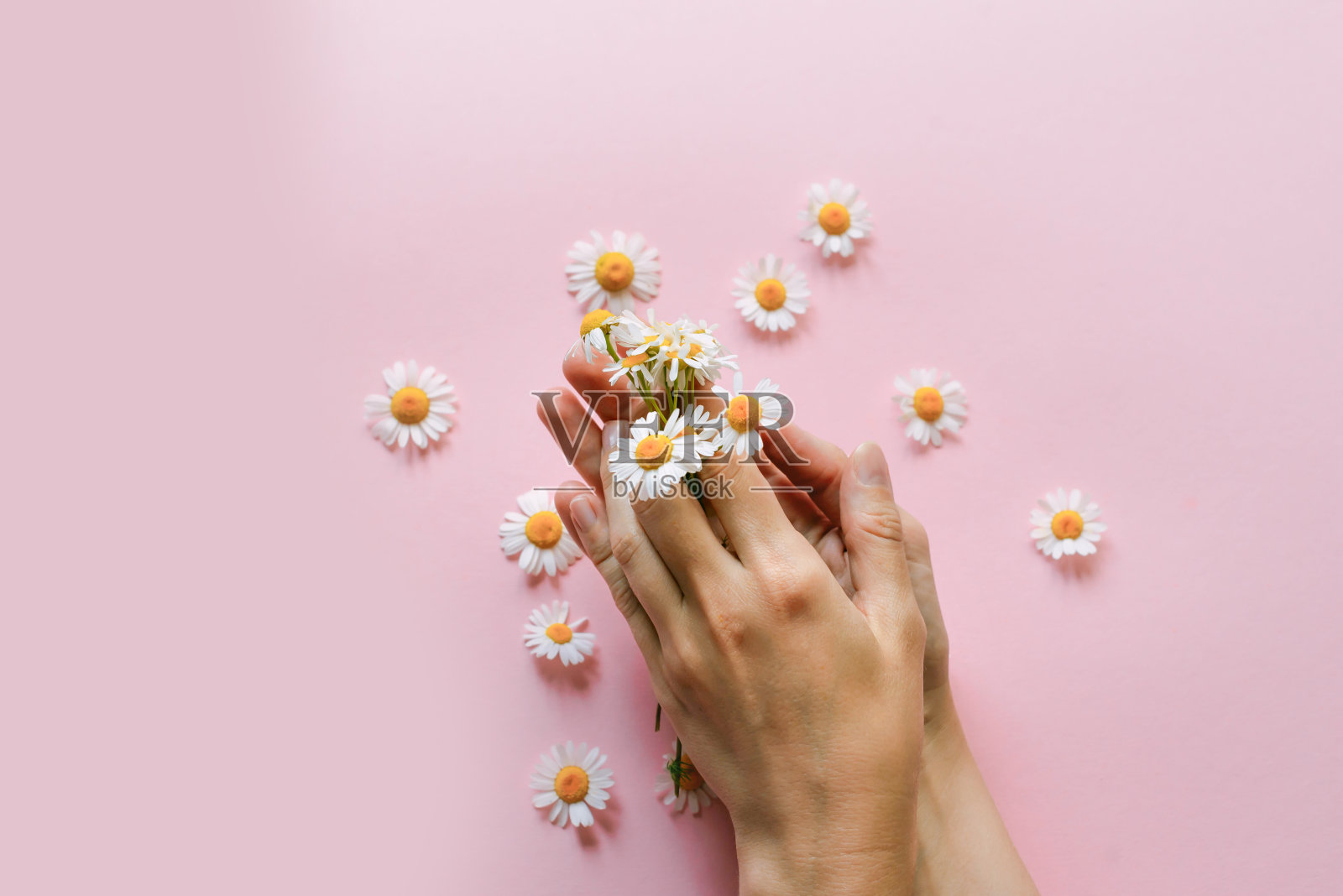 在粉红色的背景上，一个女人的手带着甘菊。护理手部皮肤。照片摄影图片