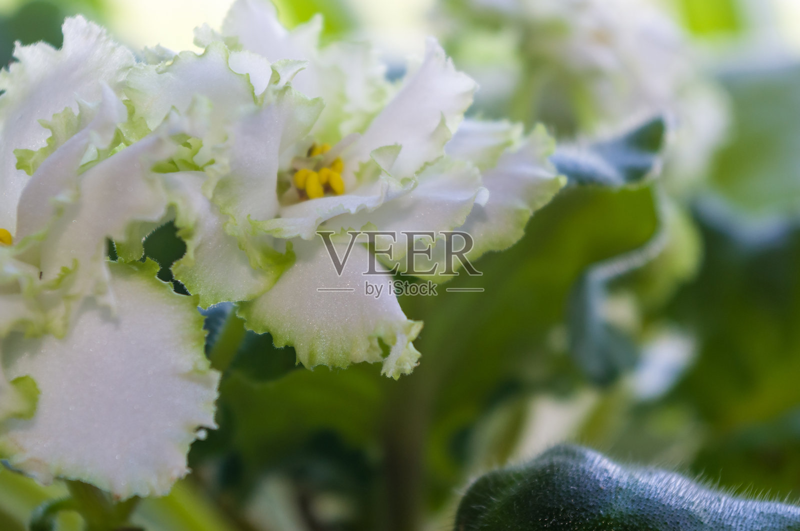 盛开的家居装饰花非洲紫罗兰爱尔兰笑声，llg -鲱鱼选择。照片摄影图片