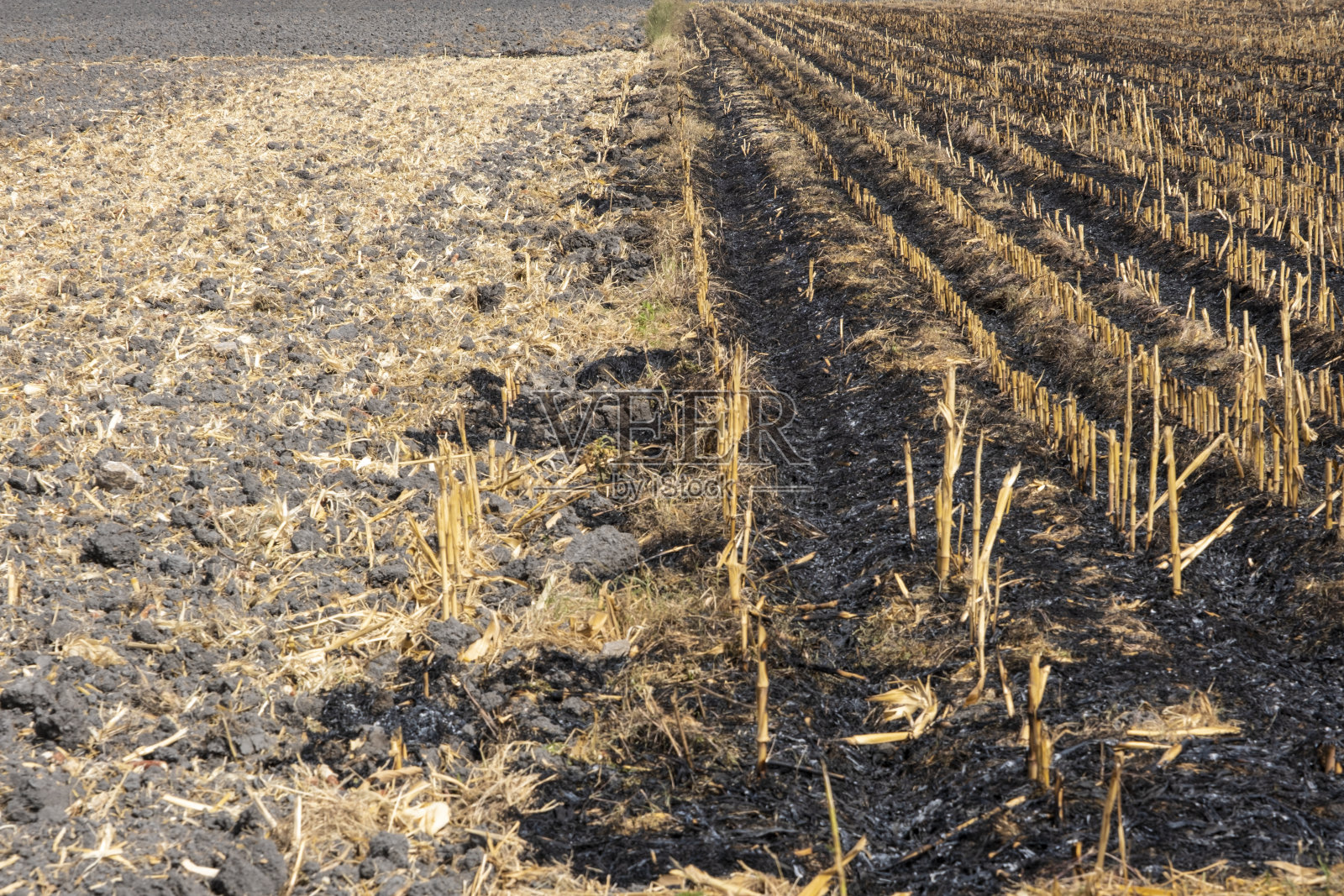 田野上的火焰烧毁了夏天的秸秆，农业田地的残留物照片摄影图片