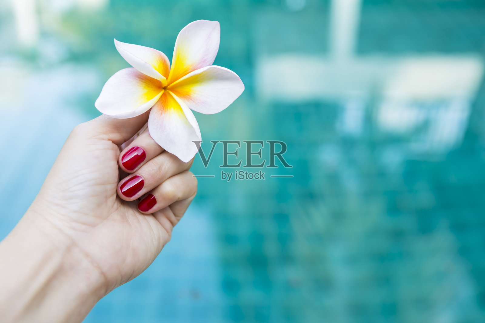 女孩手捧鸡蛋花越过模糊的蓝色游泳池水的背景照片摄影图片