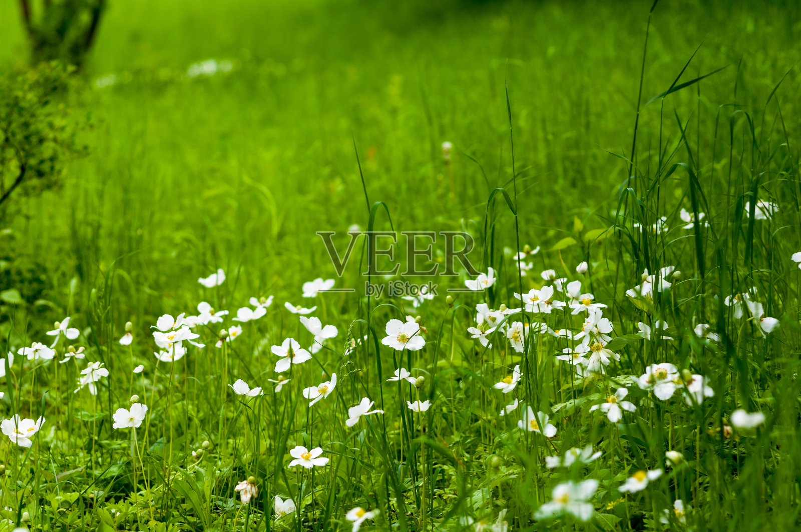 春天盛开的田野-明亮的绿色植物，草和野花与年轻的叶子在一个明亮的温暖阳光明媚的早春的一天。照片摄影图片