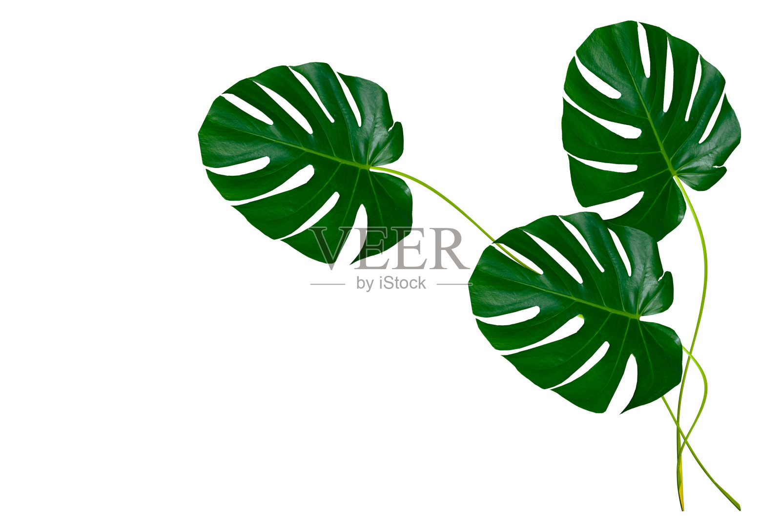 热带花怪的绿叶照片摄影图片