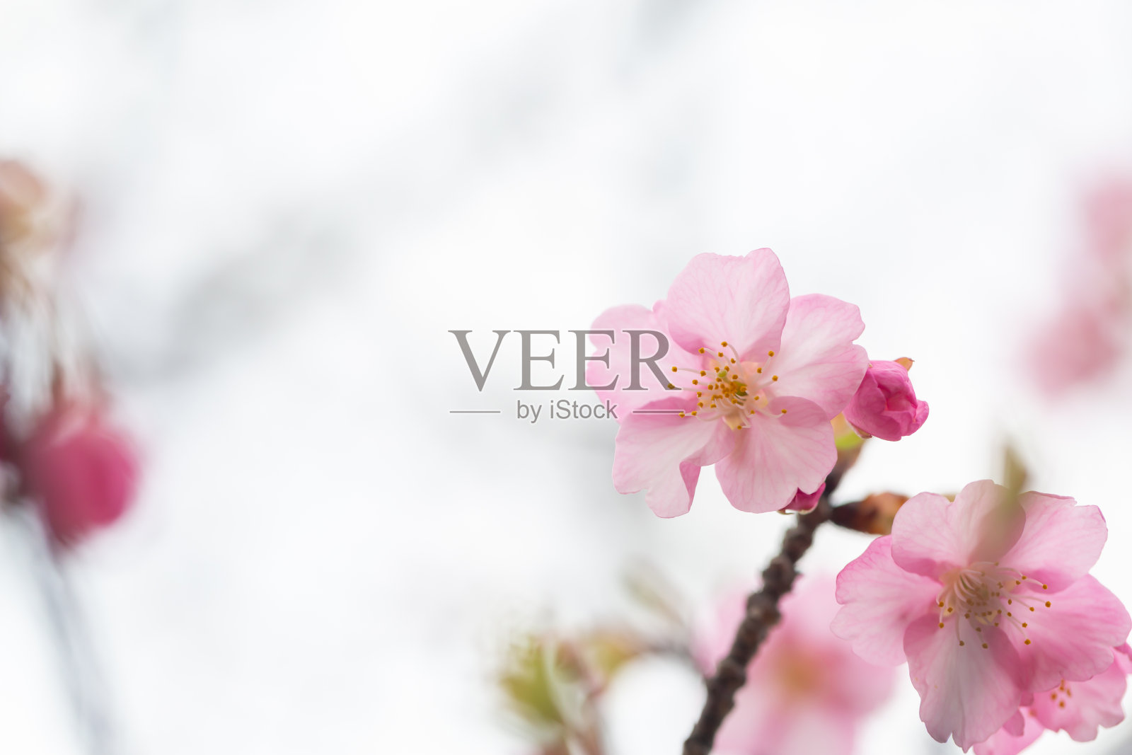 川穗樱花(川穗樱)照片摄影图片