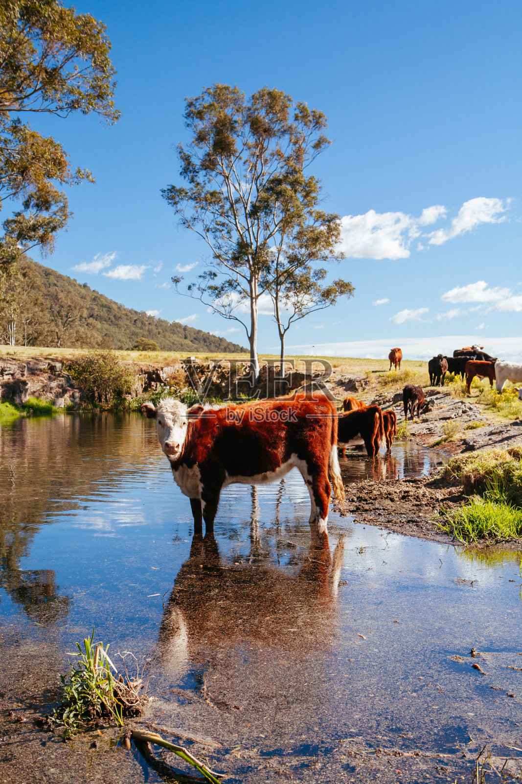 在澳大利亚内陆放牧奶牛照片摄影图片