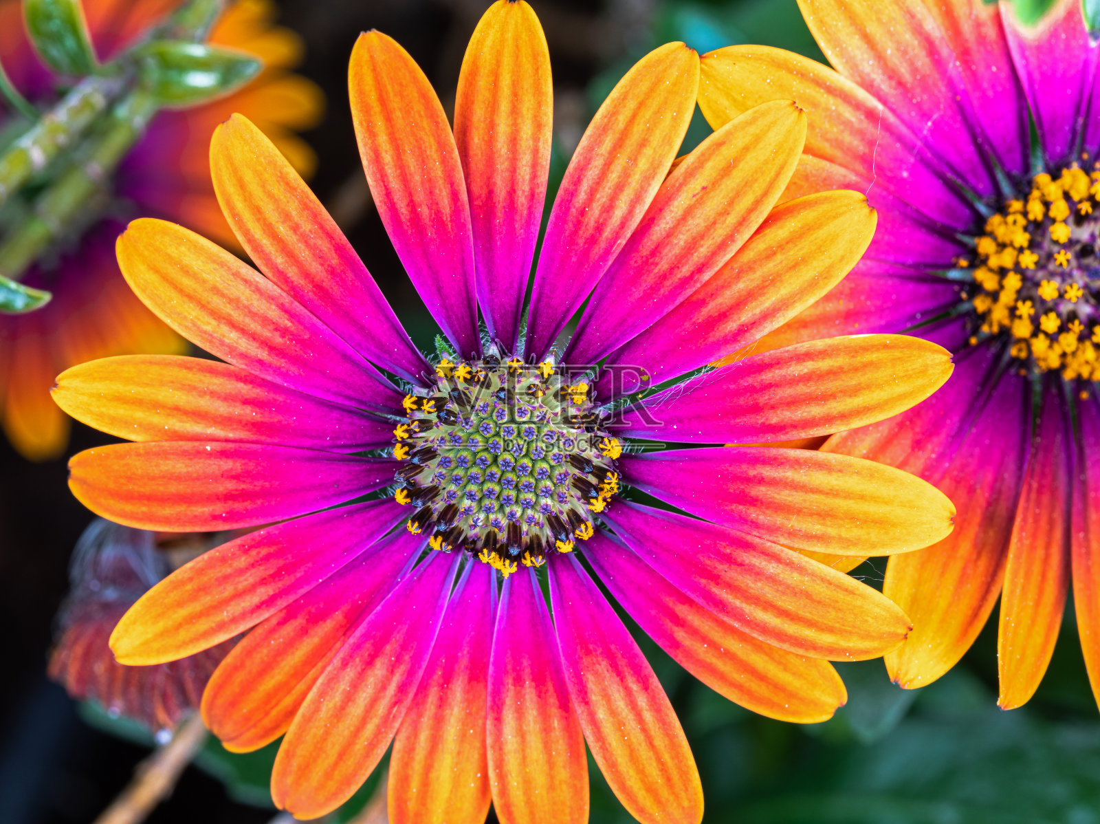 海角雨菊照片摄影图片