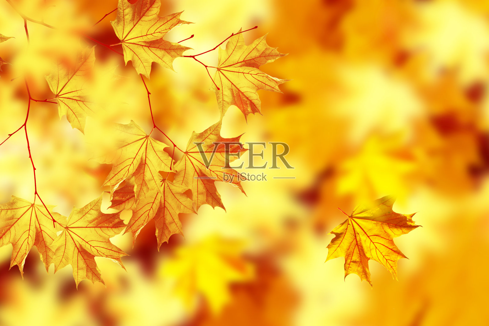 秋天的枫叶照片摄影图片