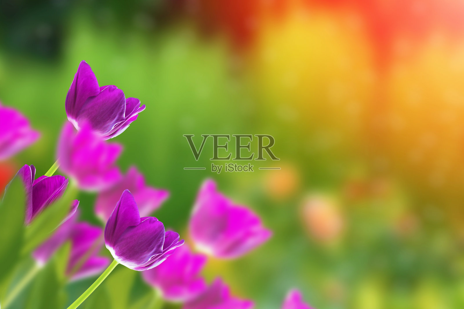 春天鲜艳的花朵郁金香照片摄影图片