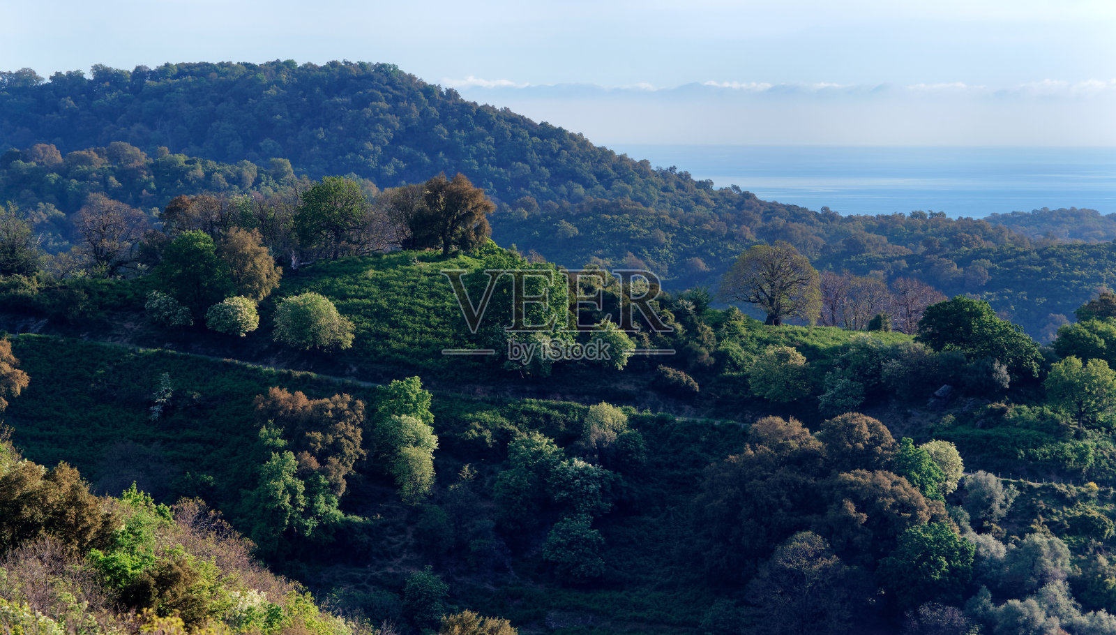 上科西嘉的绿色海岸照片摄影图片