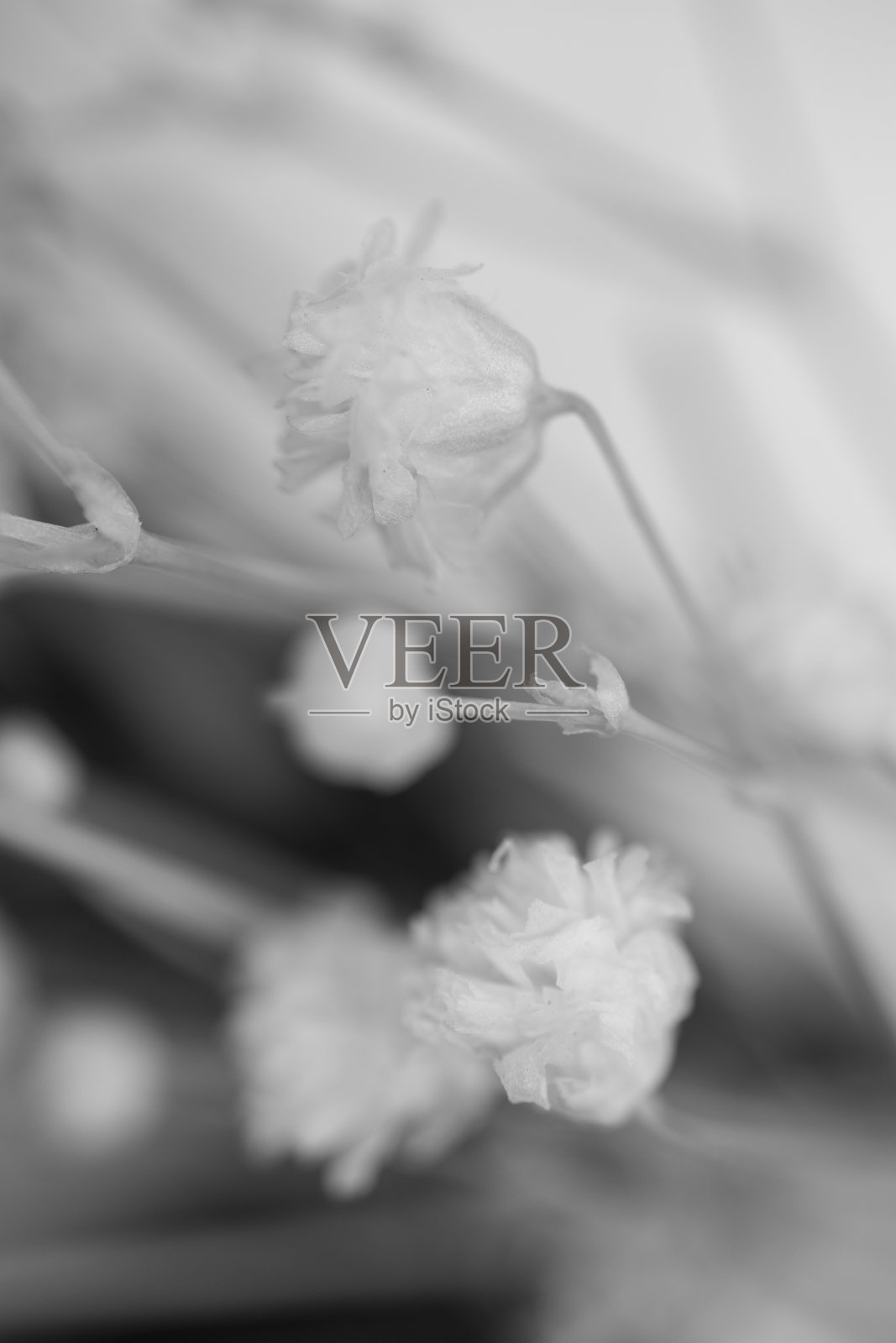 干花满天星白色小花微距特写照片摄影图片