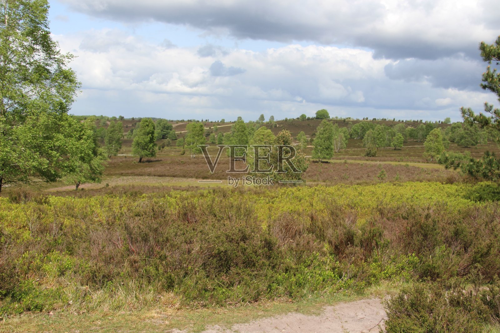 Lüneburg荒原的春天照片摄影图片