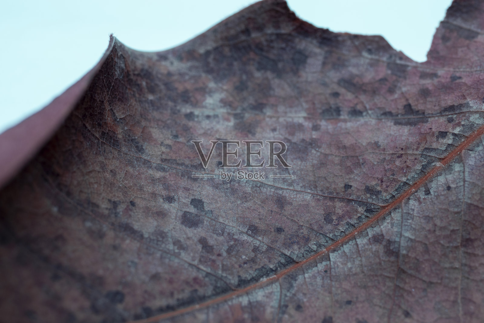 干燥的树叶纹理。关闭了。纹理是用微距摄影技术创建的。照片摄影图片