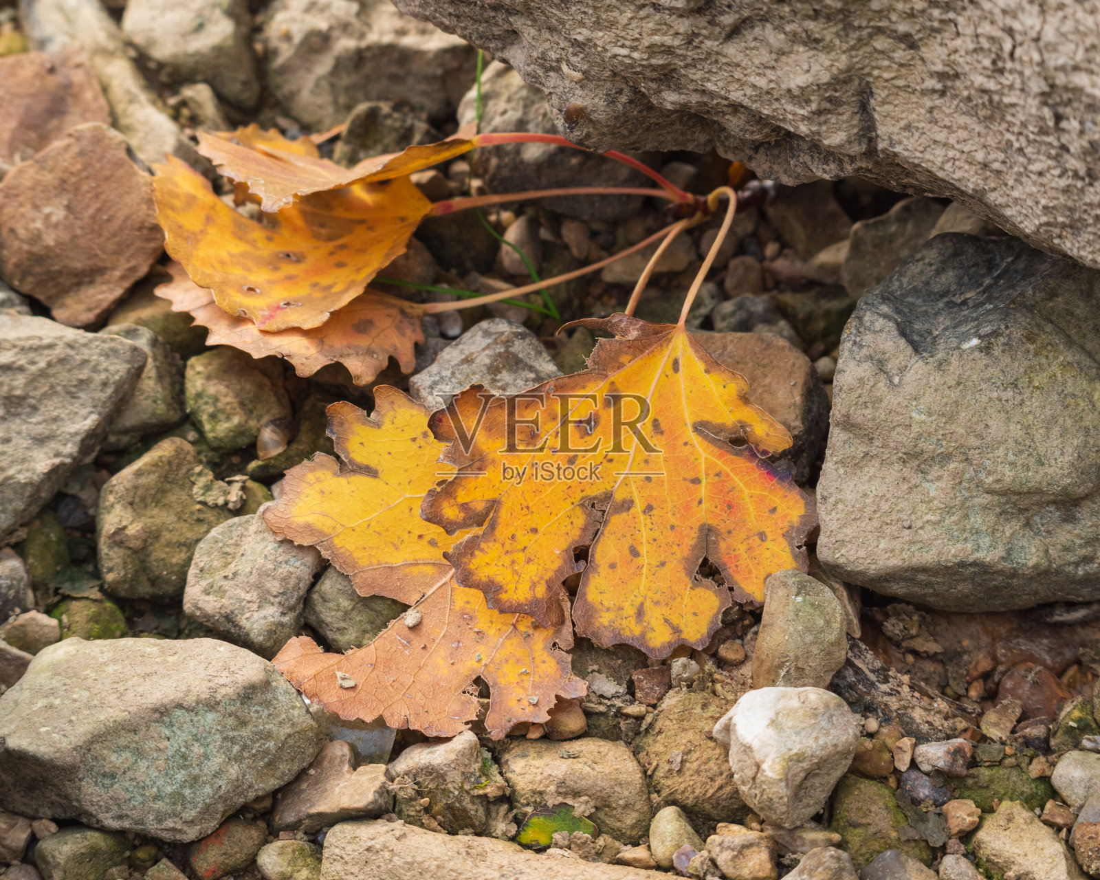 灰色石头上的黄叶照片摄影图片