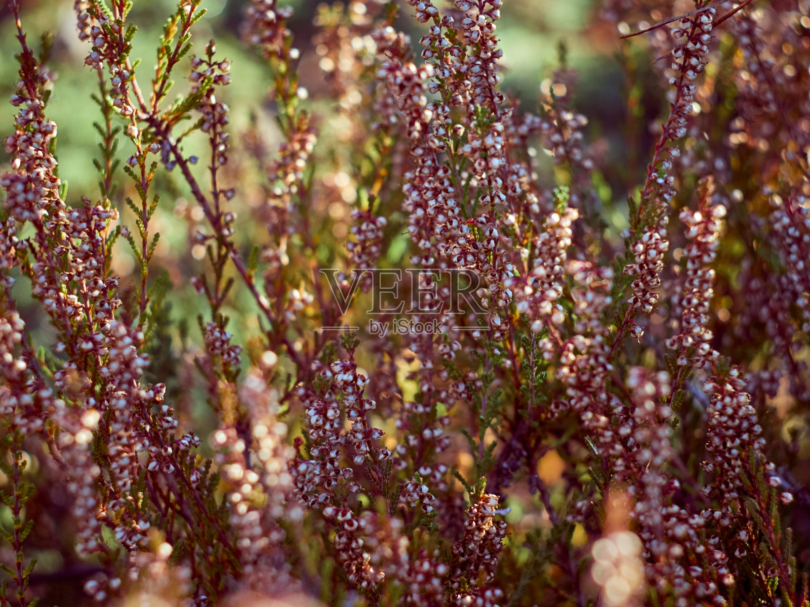森林heather特写。照片摄影图片