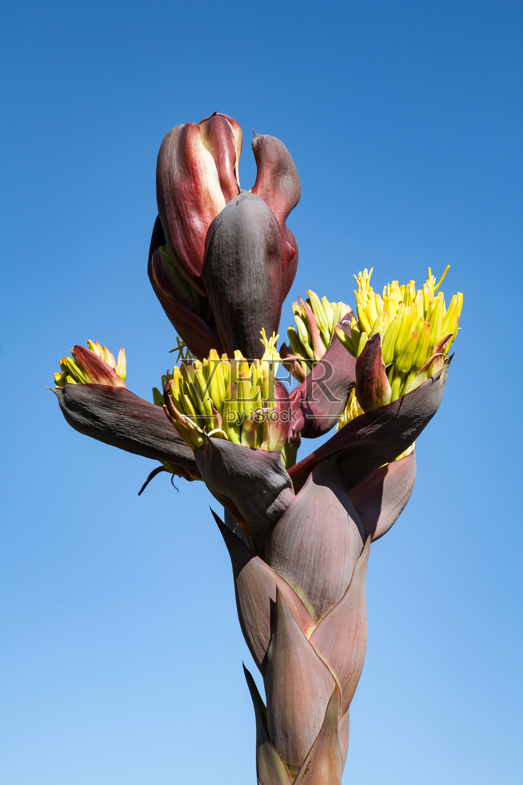墨西哥下加利福尼亚州的龙舌兰花蕾照片摄影图片