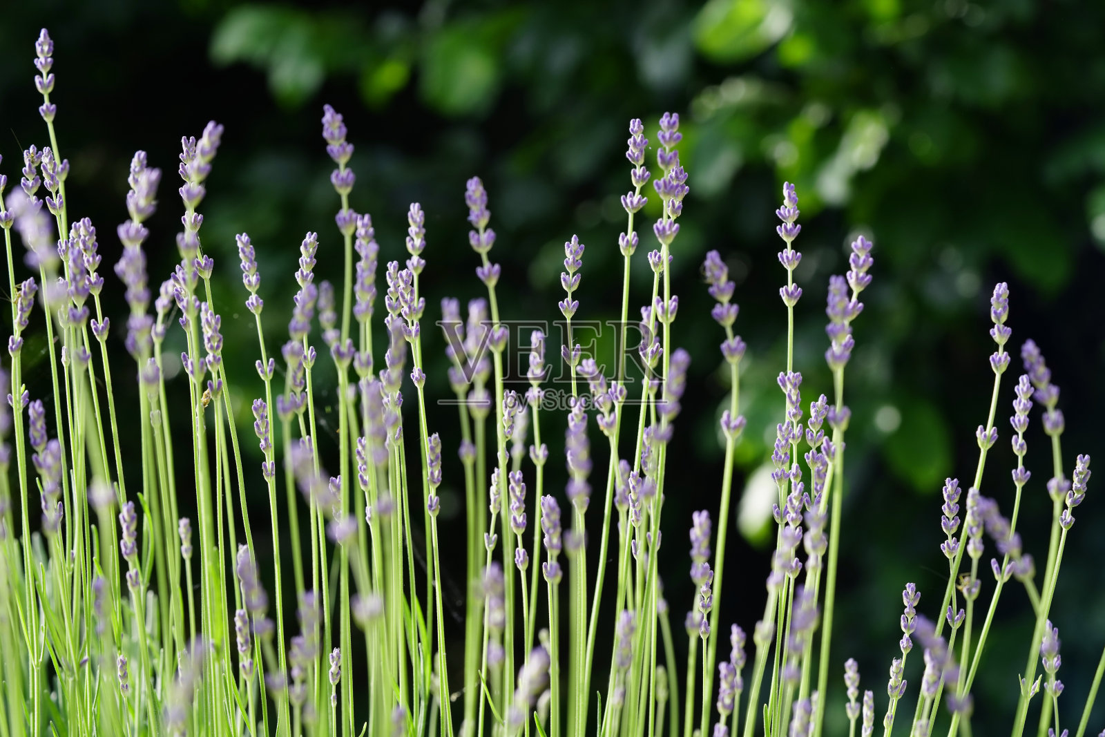 在阳光明媚的日子里开出紫色的薰衣草花照片摄影图片
