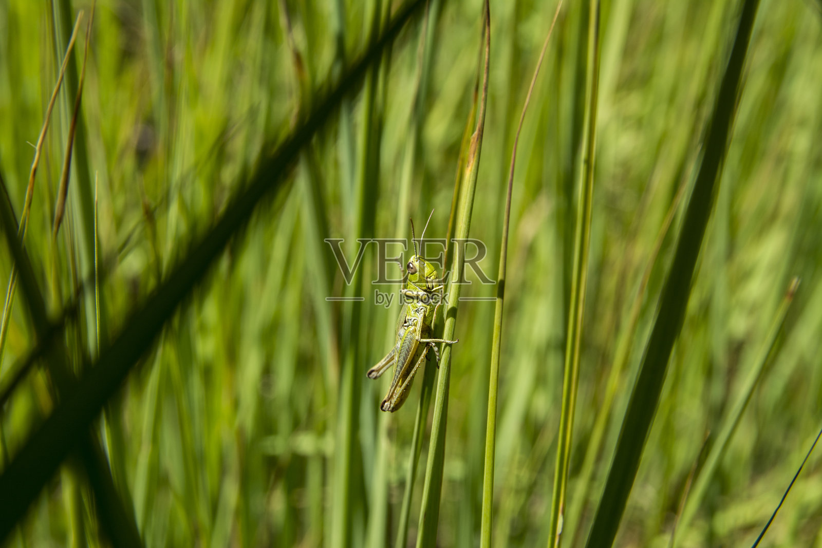 植物上昆虫特写镜头照片摄影图片