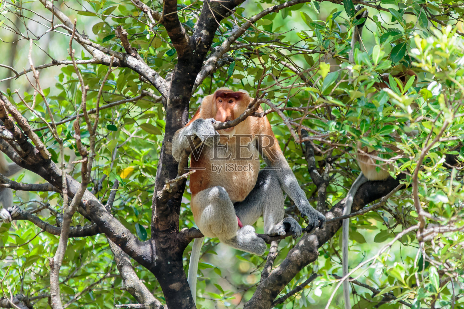 长鼻猴(幼虫鼻)照片摄影图片