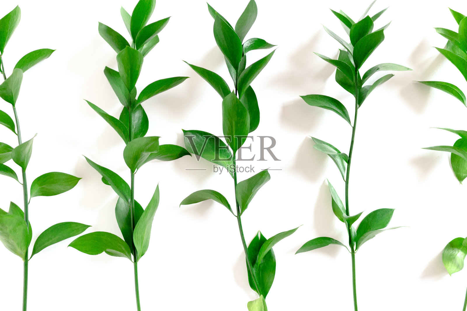 平板或鲁斯库斯分支照片摄影图片