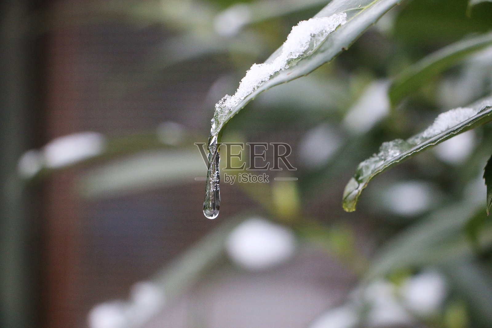 叶子上的冰柱的特写照片摄影图片