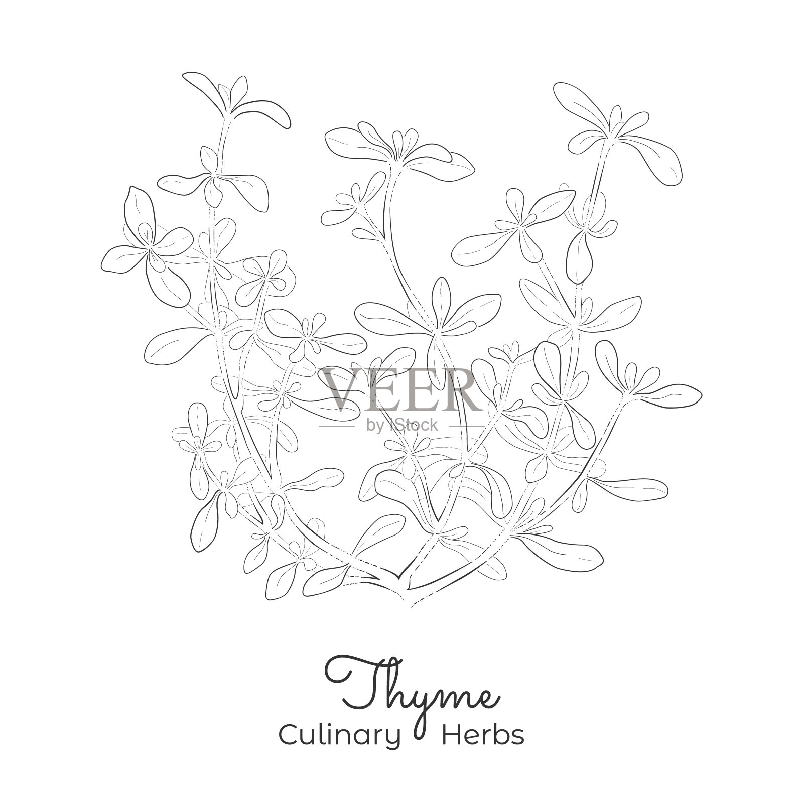 百里香或寻常百里香手绘素描插画图片素材