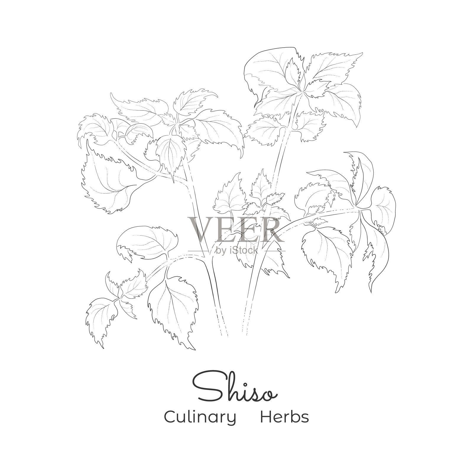 手绘紫苏草图插画图片素材