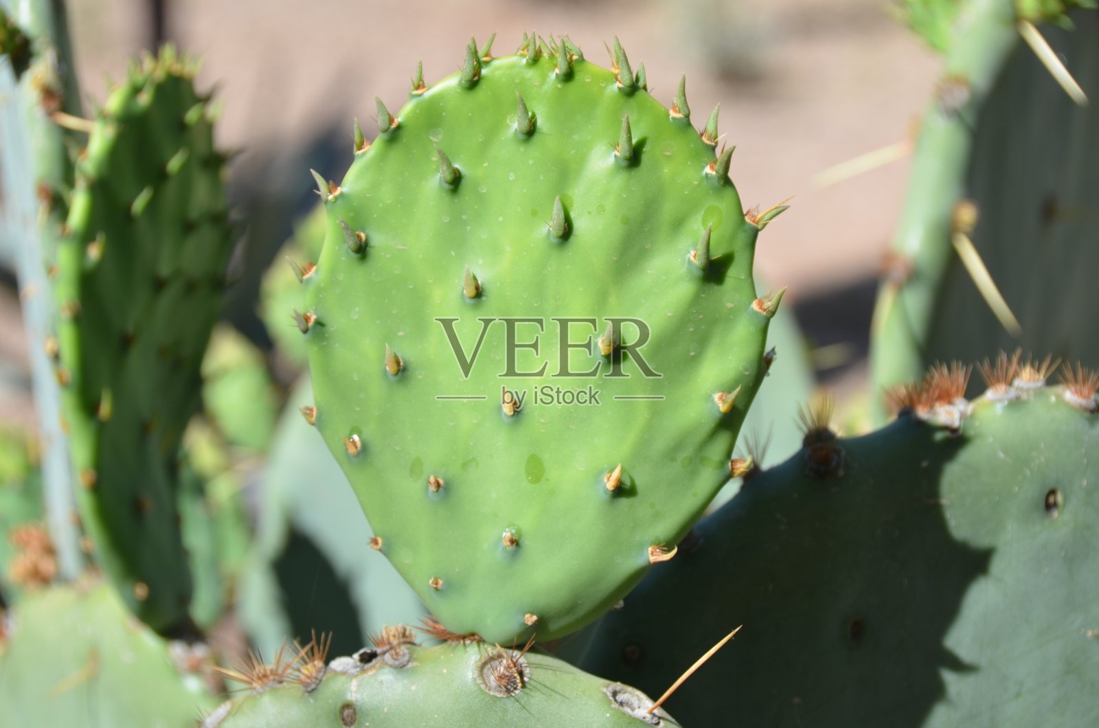 亚利桑那沙漠植物和花卉系列照片摄影图片