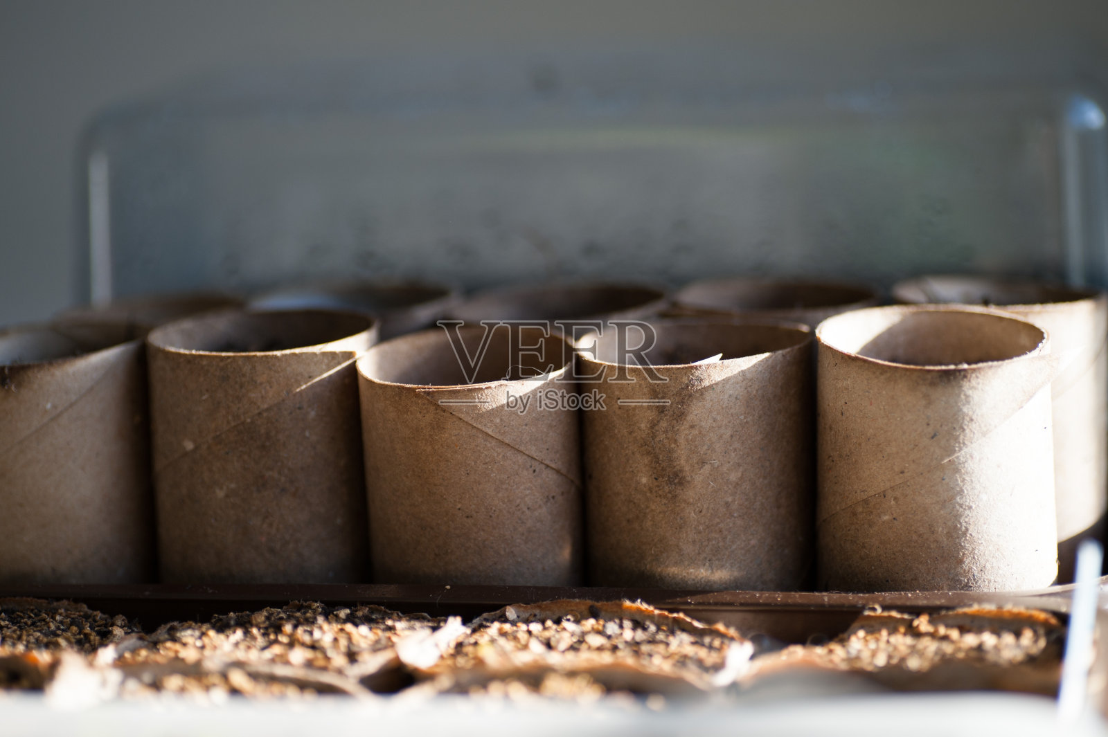 厕纸制成的纸板管，用作花盆照片摄影图片