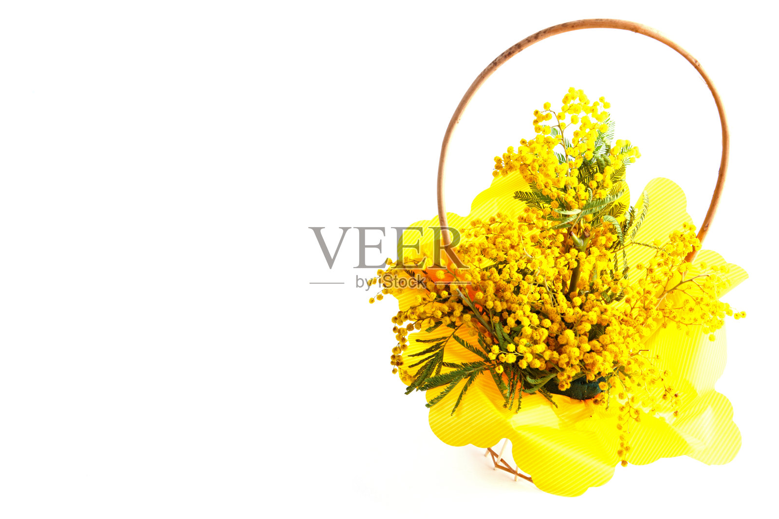 一束黄色的含羞草花照片摄影图片